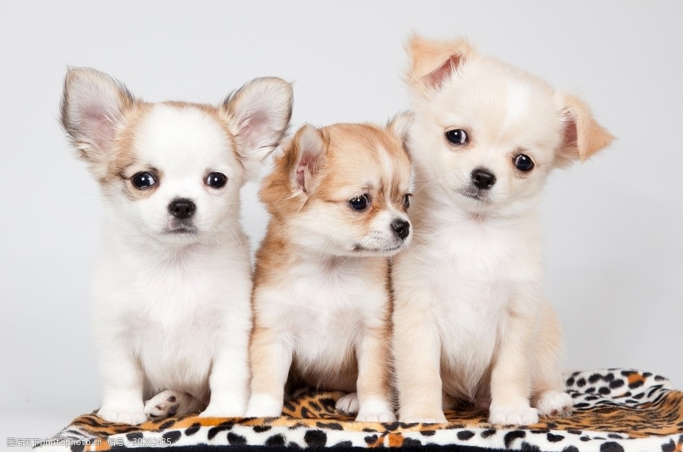 中国土豪宠物狗:奢华生活背后的温馨故事 中国土豪宠物狗:奢华生活背后的温馨故事