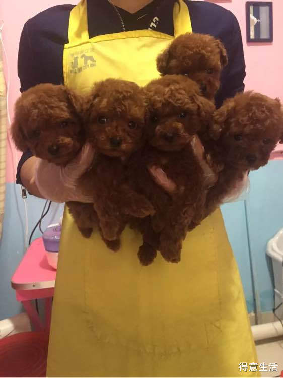 中国土豪宠物狗:奢华生活背后的温馨故事 中国土豪宠物狗:奢华生活背后的温馨故事